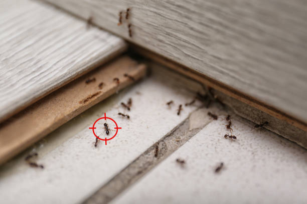 Best Best Pest Control Companies  in Porterdale, GA