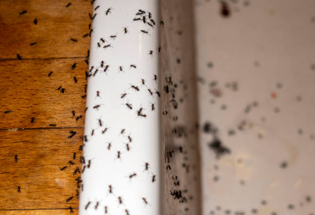 Pest Control for Restaurants in Porterdale, GA